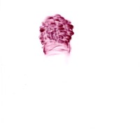 pastel rose sur calque,nuque david, 21x29,7cm, 2008 MX 53